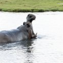 BWA NW Chobe 2016DEC04 River 084 : 2016, 2016 - African Adventures, Africa, Botswana, Chobe River, Date, December, Month, Northwest, Places, Southern, Trips, Year
